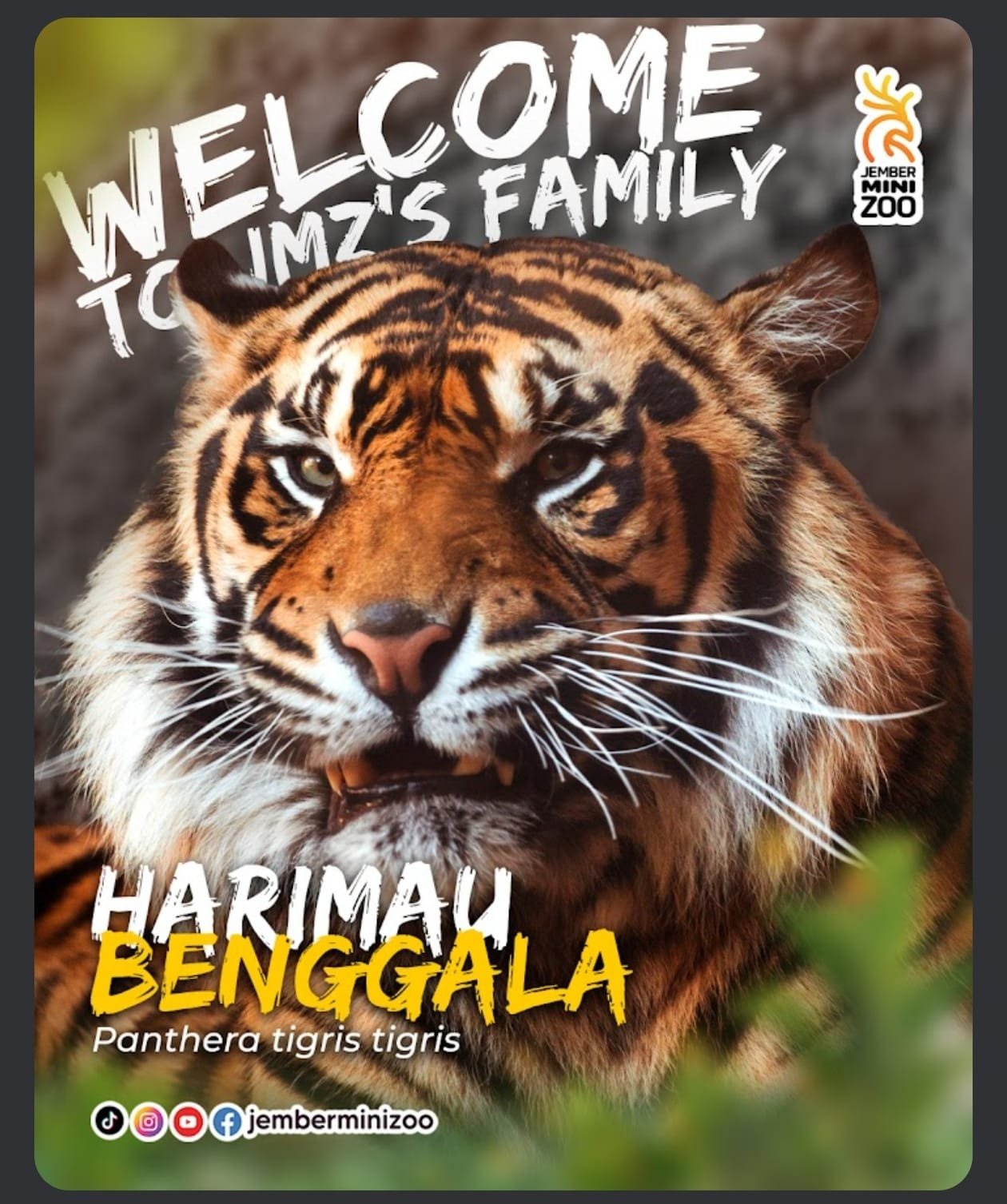 HARIMAU BENGGALA