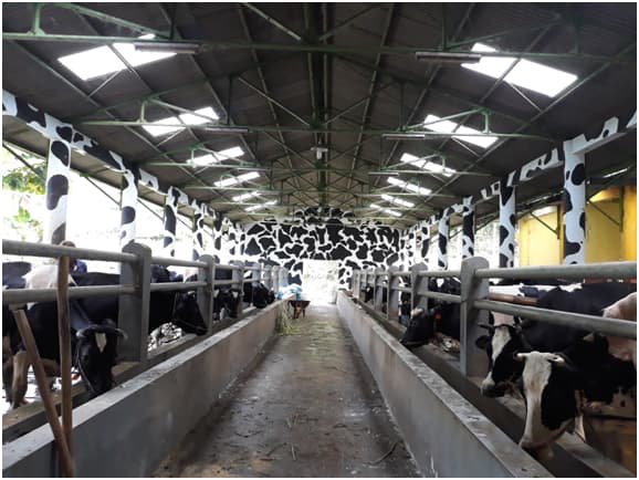 Gambar utama Rembangan Dairy Farm